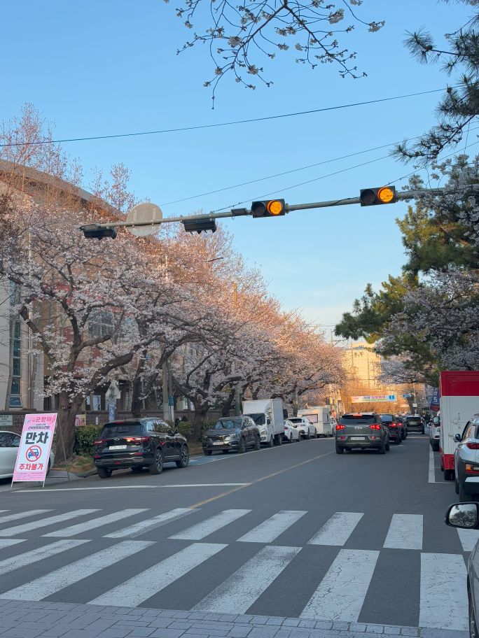 Jinhae is filled with cherry blossom trees everywhere