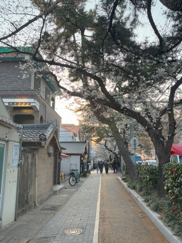 Jinhae streets_Jinhae cherry blossoms