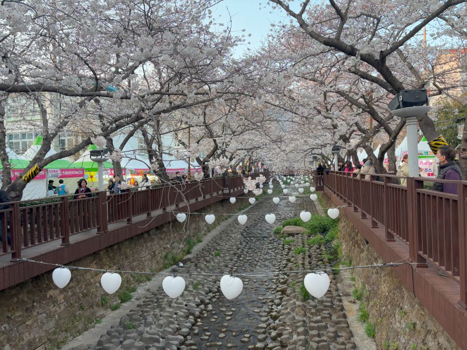 Yeojwacheon Stream, Jinhae, South Korea