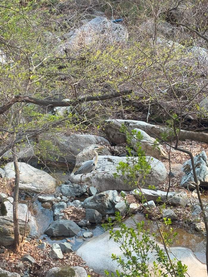 Birds and water stream along the forest trail