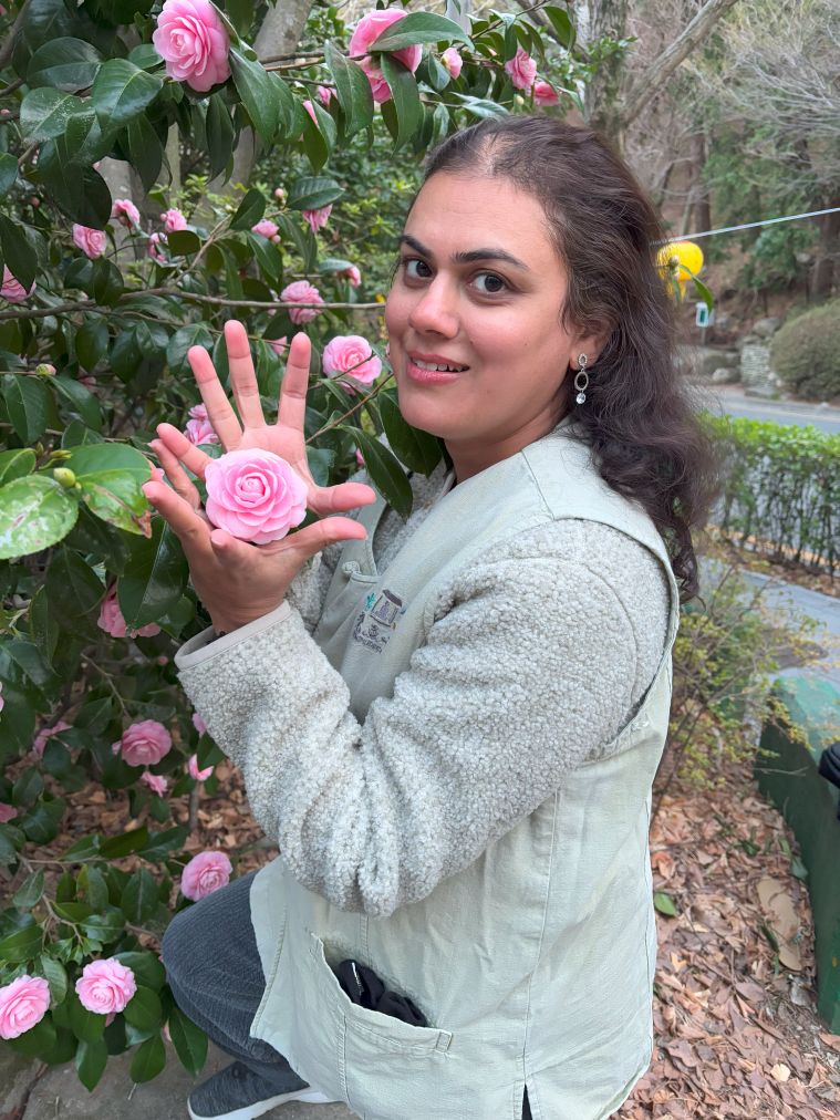 Camelias in bloom at Beomeosa