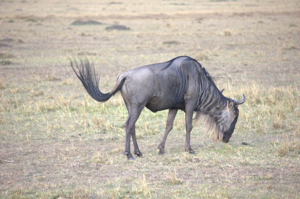 A wildebeest at Tsavo West