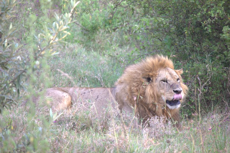 An African lion in Nakuru National Park