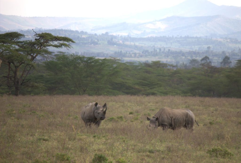 Black Rhinos in Nakuru