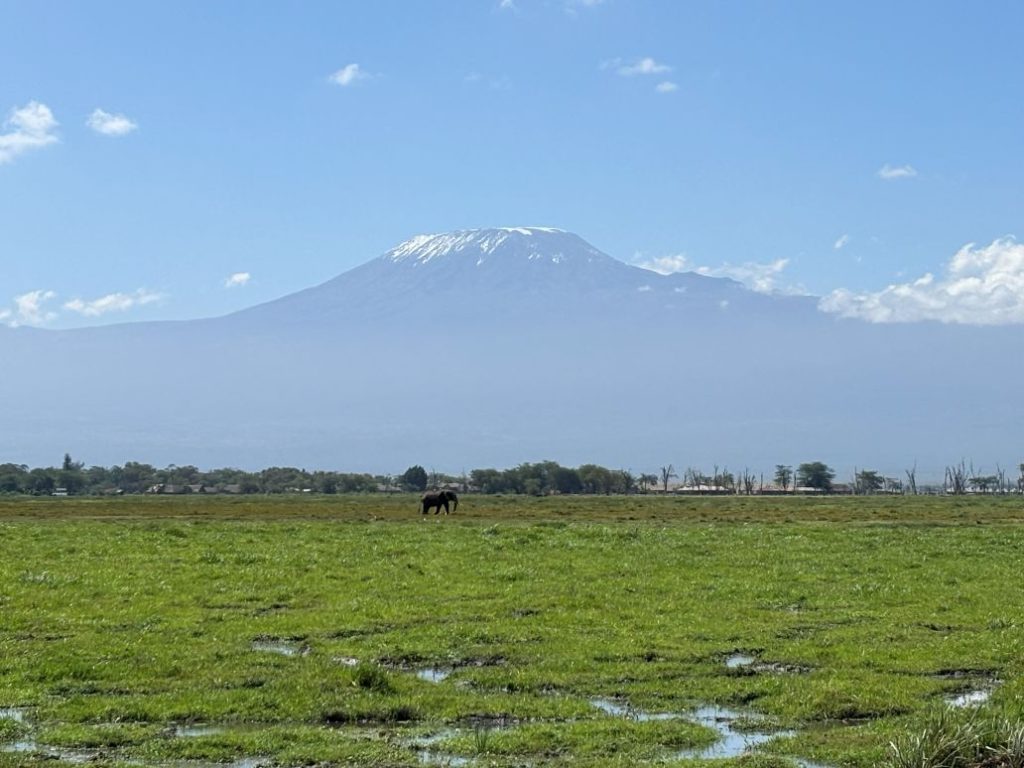 Elephant and Mount Kilimanjaro