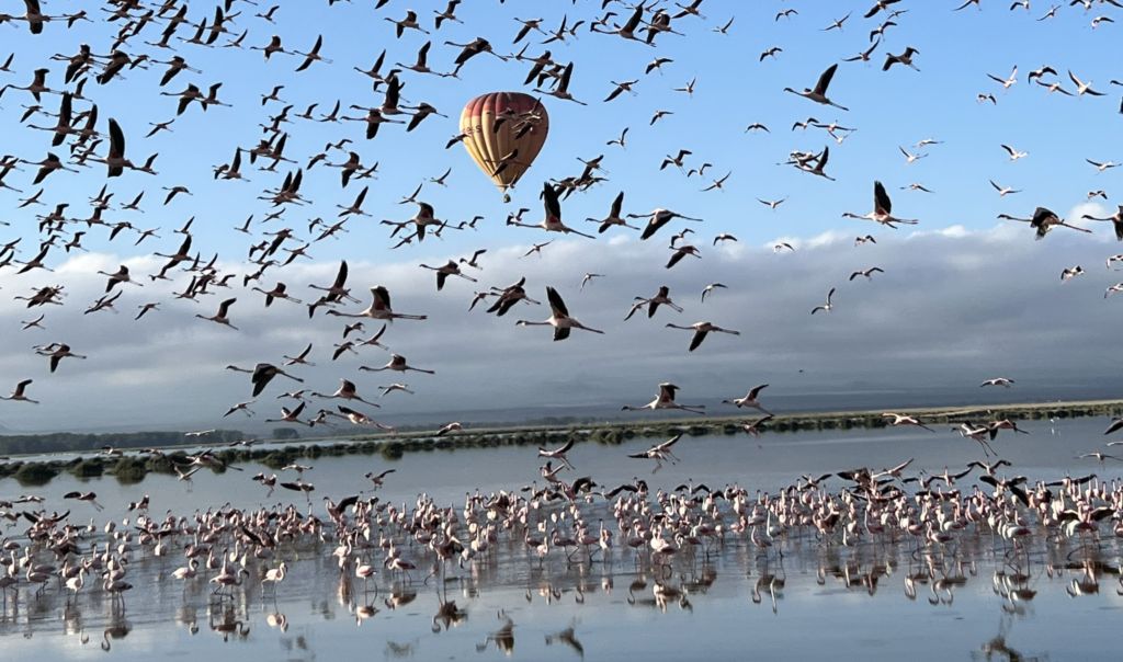 Flamingoes in inflight at Amboseli_Safari parks in Kenya
