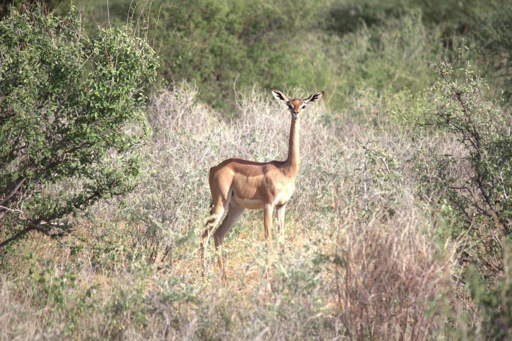Gerenuk in Samburu_Safari Park in Kenya