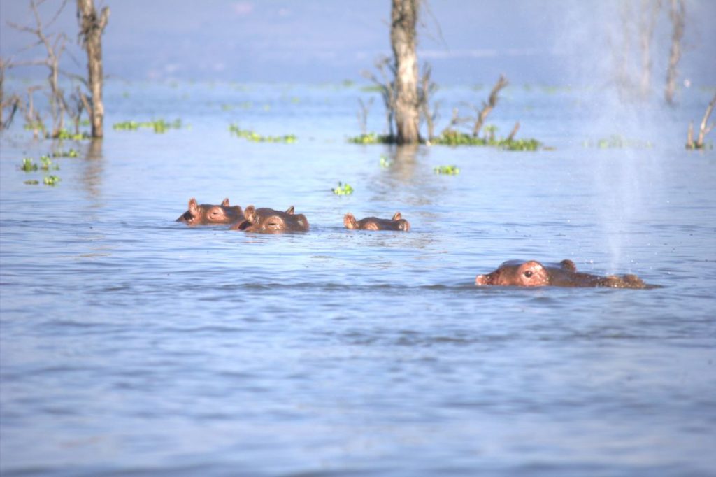 Hippos at Lake Naivasha