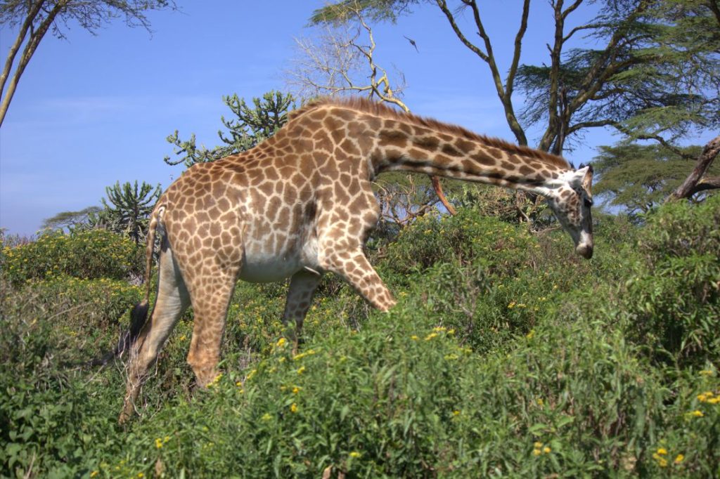 Maasai Giraffe in Masai Mara