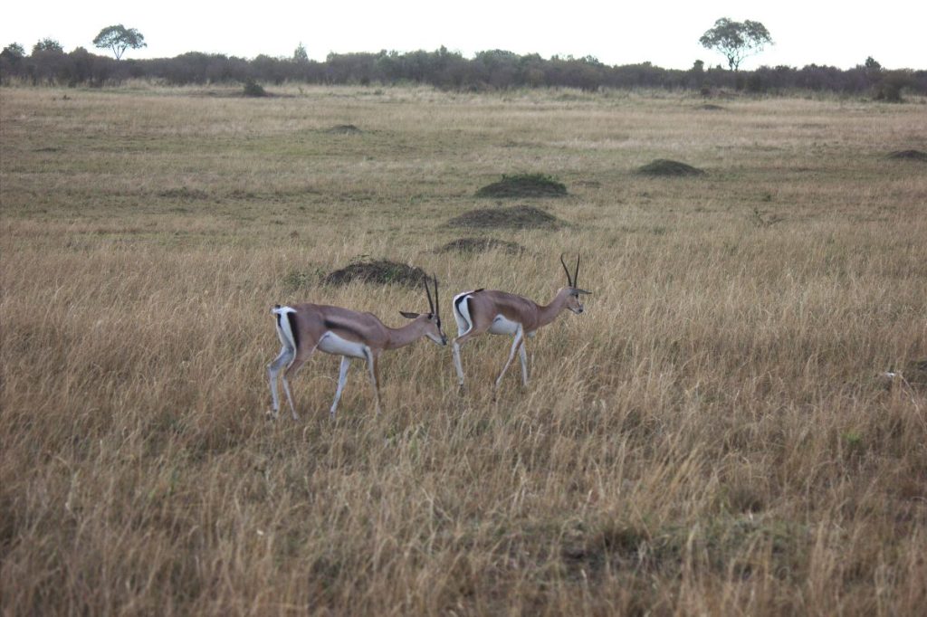 Maasai Mara - Thompson Gazelle