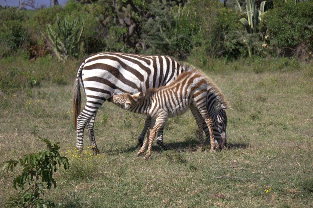 Ol Pejeta Conservancy
