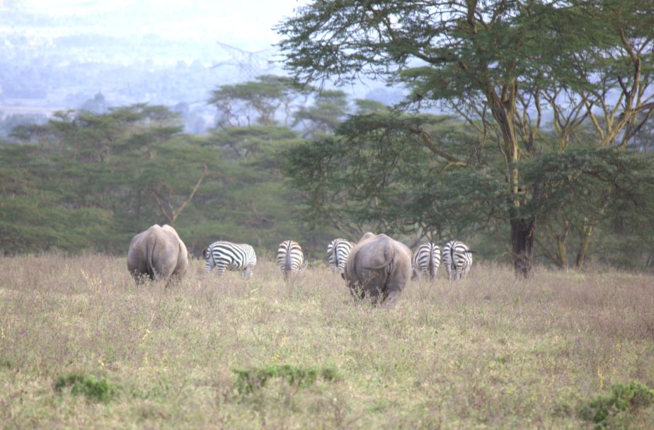 Safari parks in Kenya