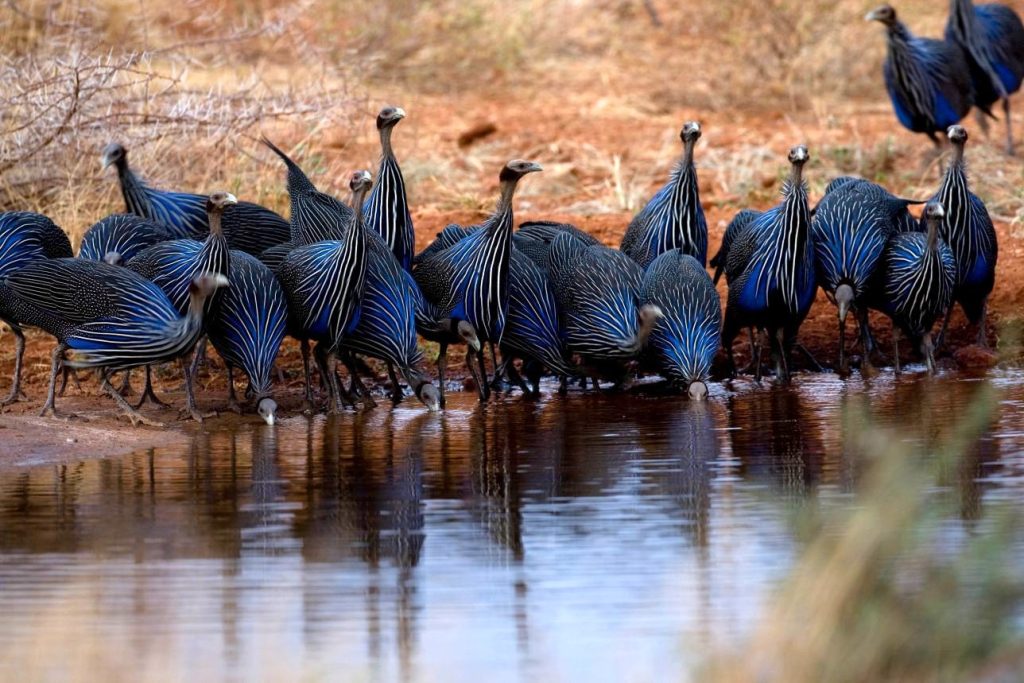 Vulturine Guineafowl in Samburu
