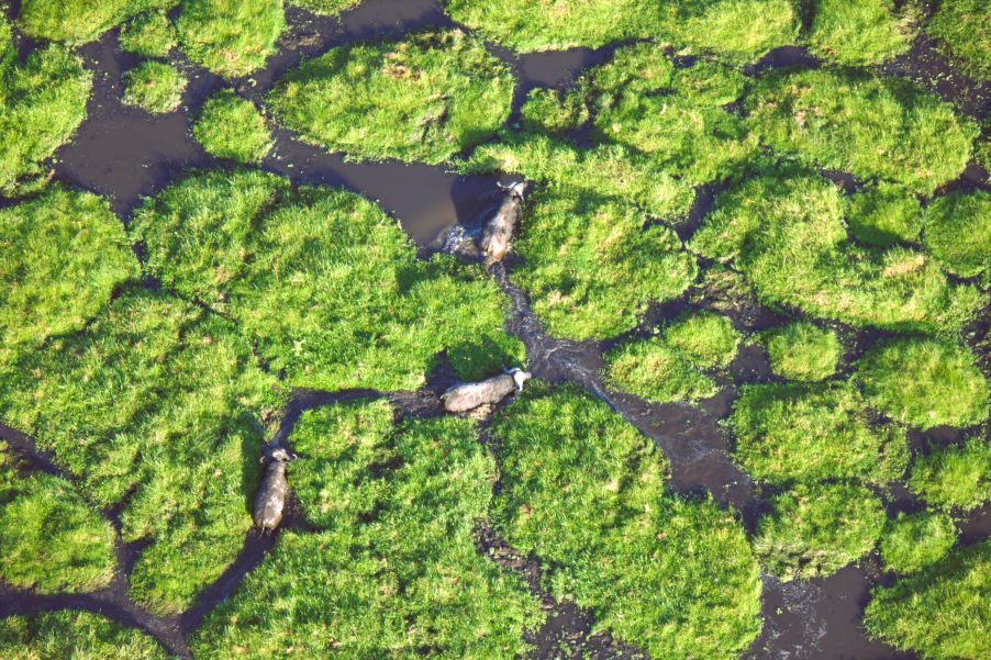 Wild buffaloes in Amboseli seen from Hot Air Balloon