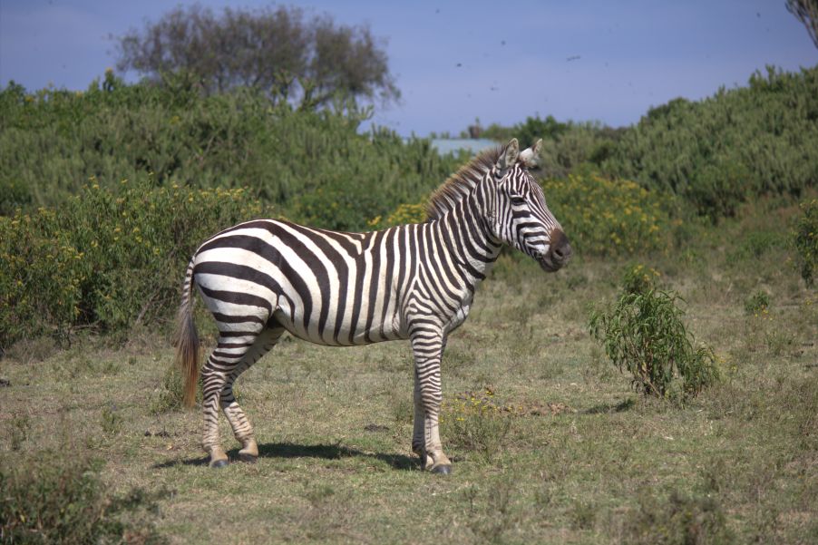 Zebra at Cresent Island
