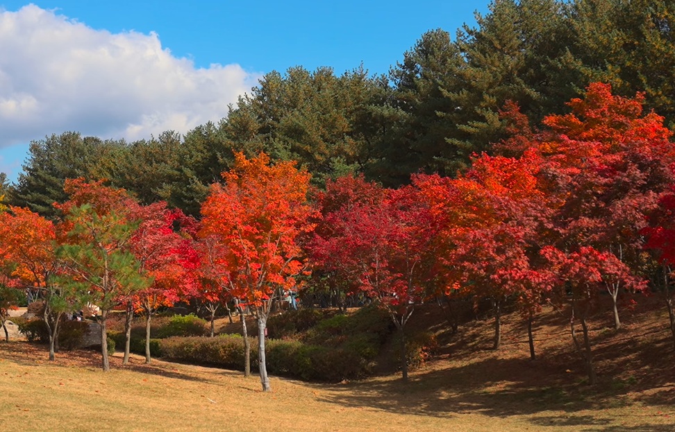 Nami island in autumn