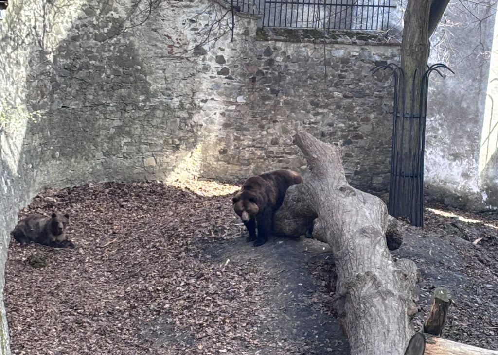 Bear's moat_Things to do in Cesky Krumlov